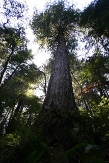 Unreal Redwood - Copy